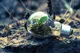 light bulb with a plant growing inside