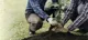 Gardeners planting a plant